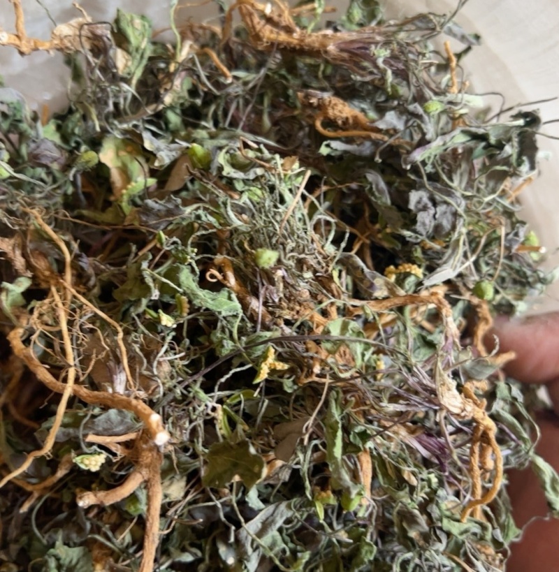 紫花地丁，全草干货，量大价格可谈，欢迎咨询！