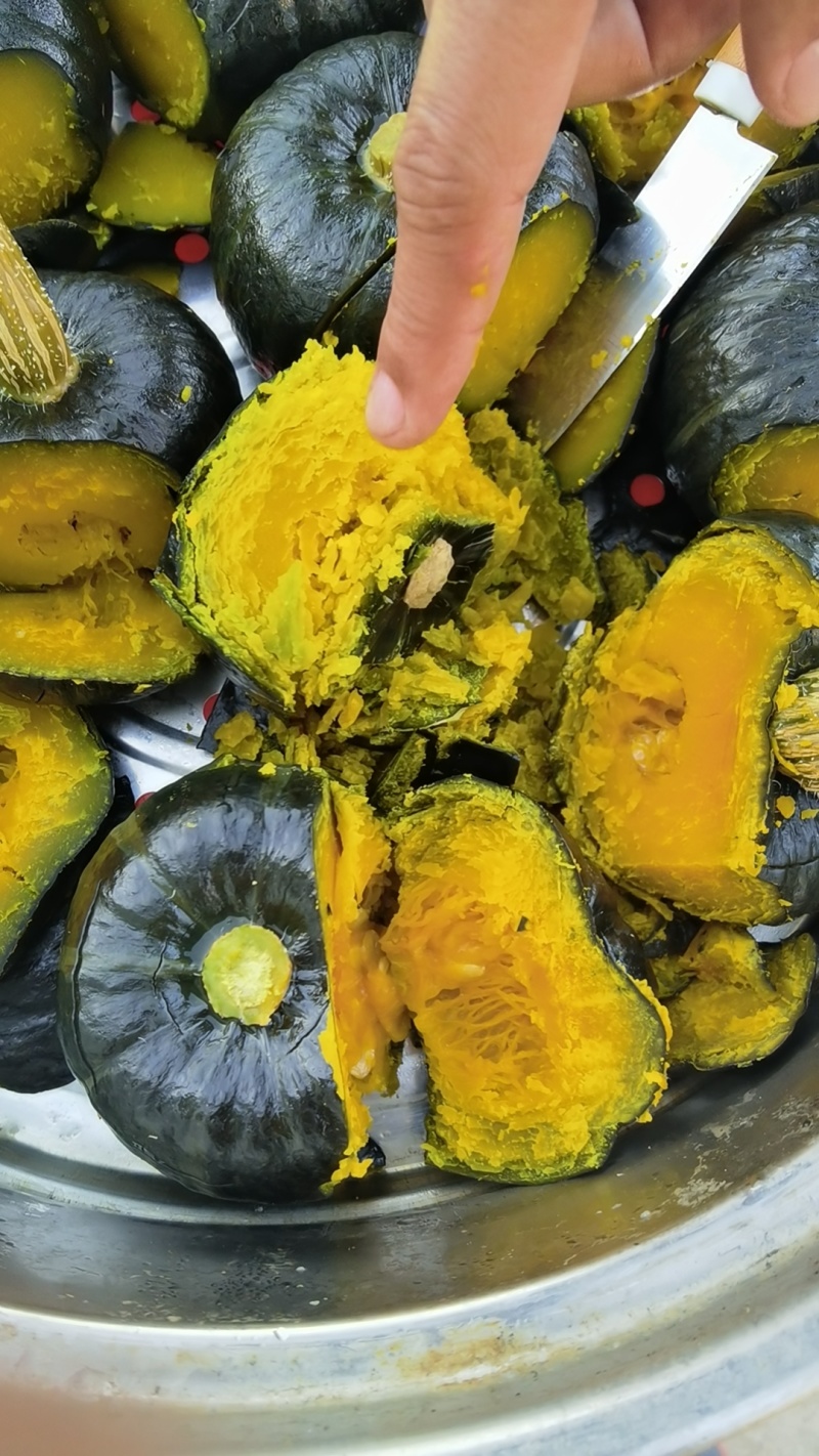 精品惠和1号贝贝南瓜大棚吊挂