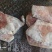 多肉羔羊排