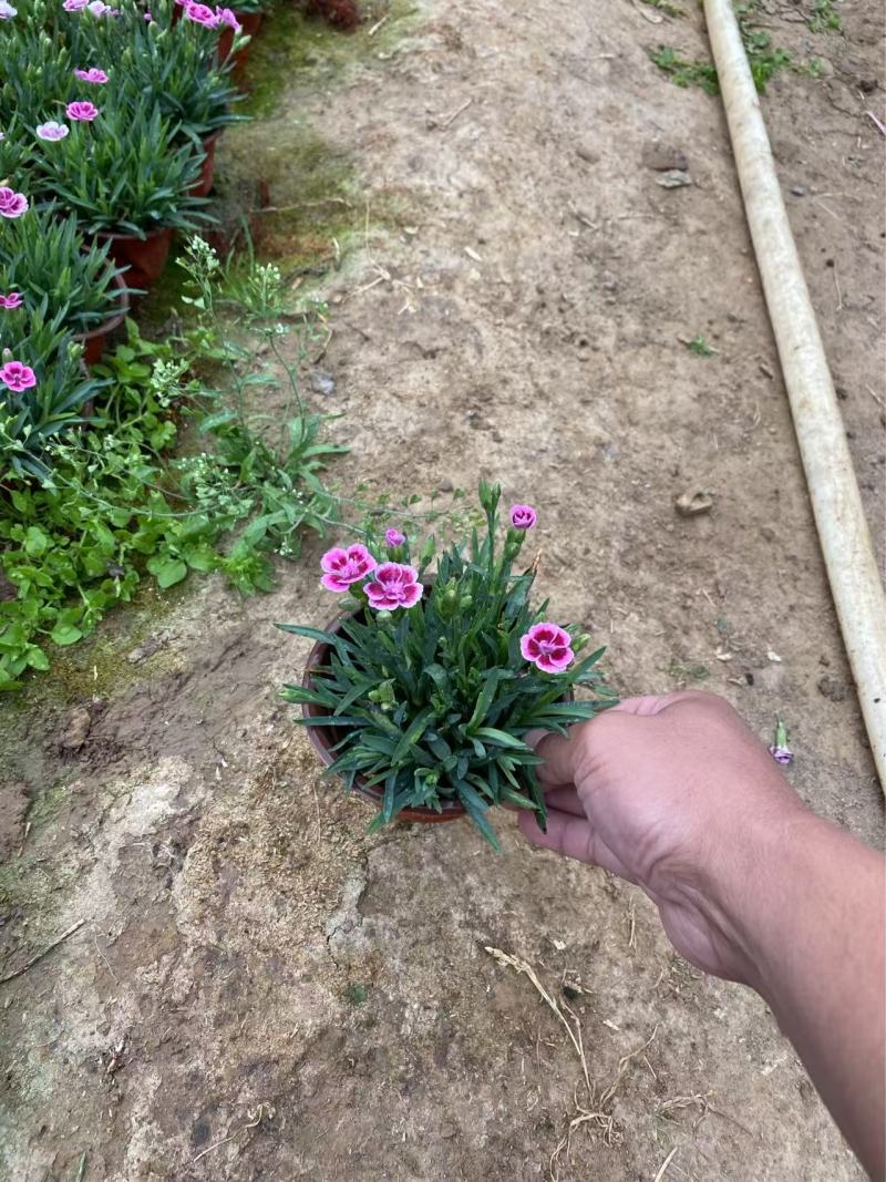 精品初吻石竹优质初吻石竹