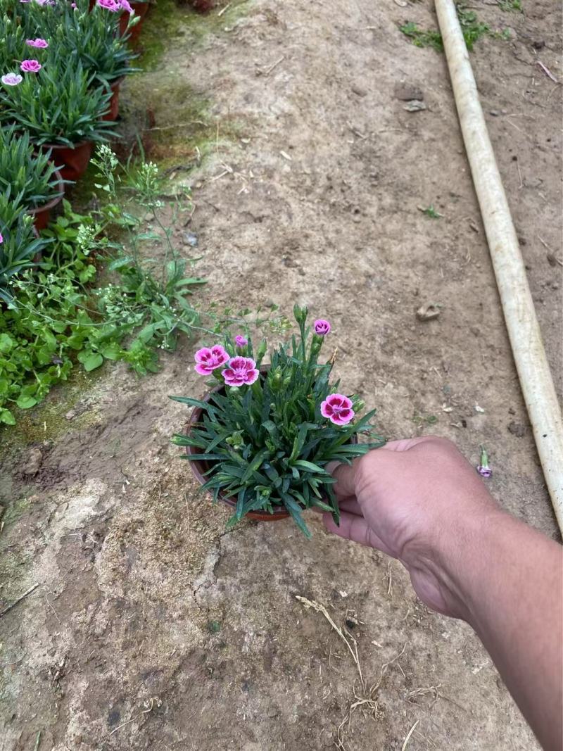 精品初吻石竹优质初吻石竹