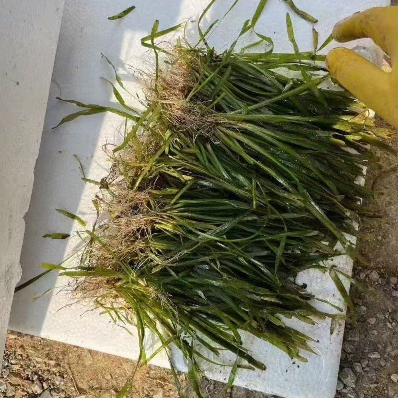 精品苦草优质苦草