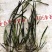 精品苦草优质苦草