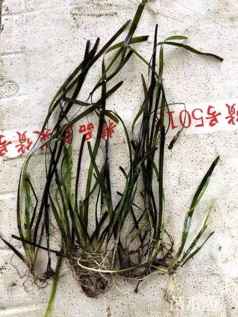 精品苦草优质苦草