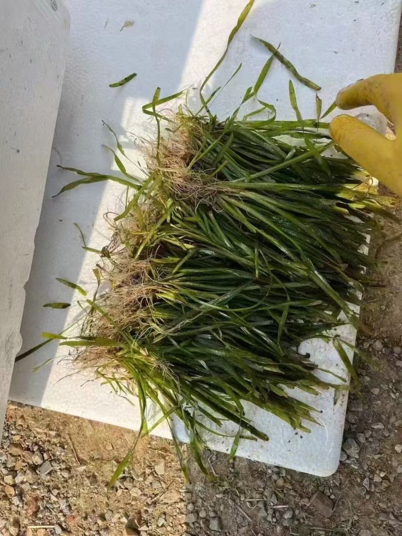 精品苦草优质苦草