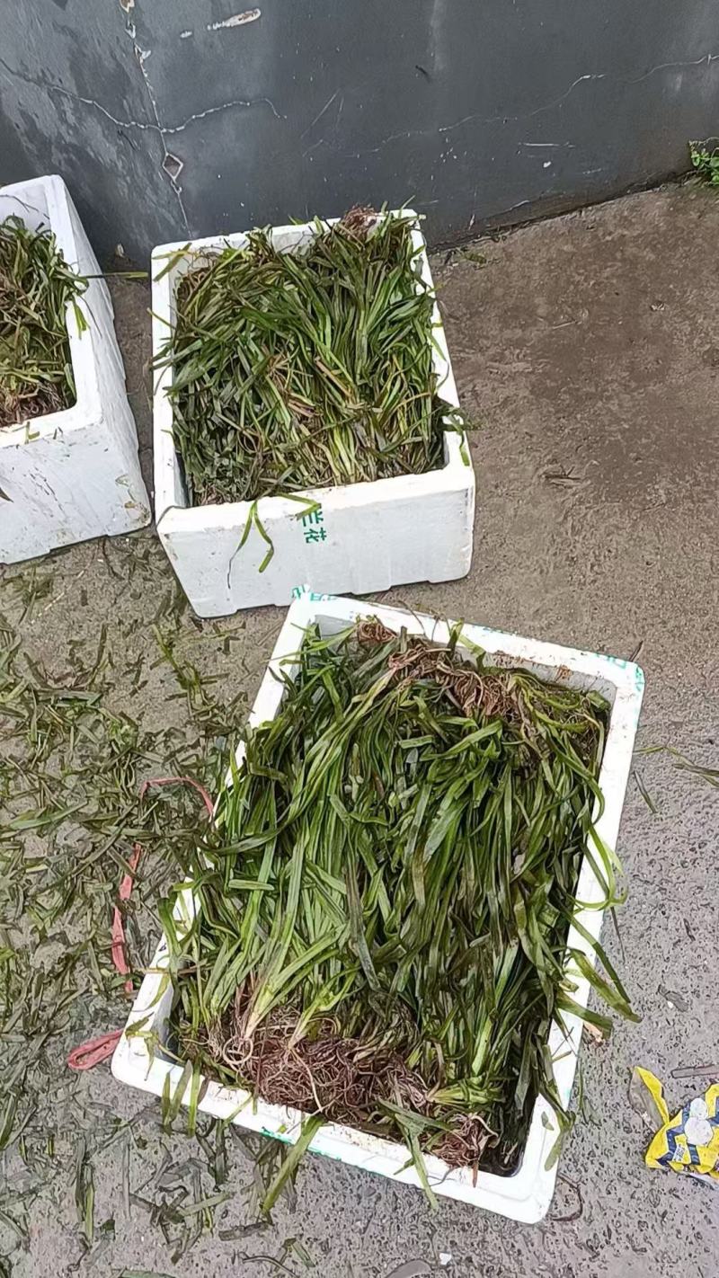 精品苦草优质苦草