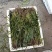 精品苦草优质苦草
