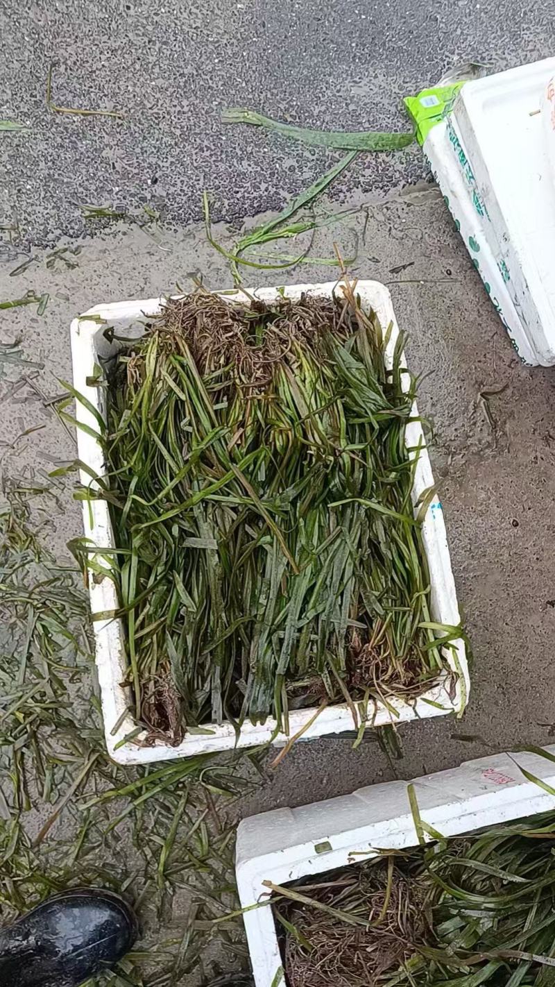 精品苦草优质苦草