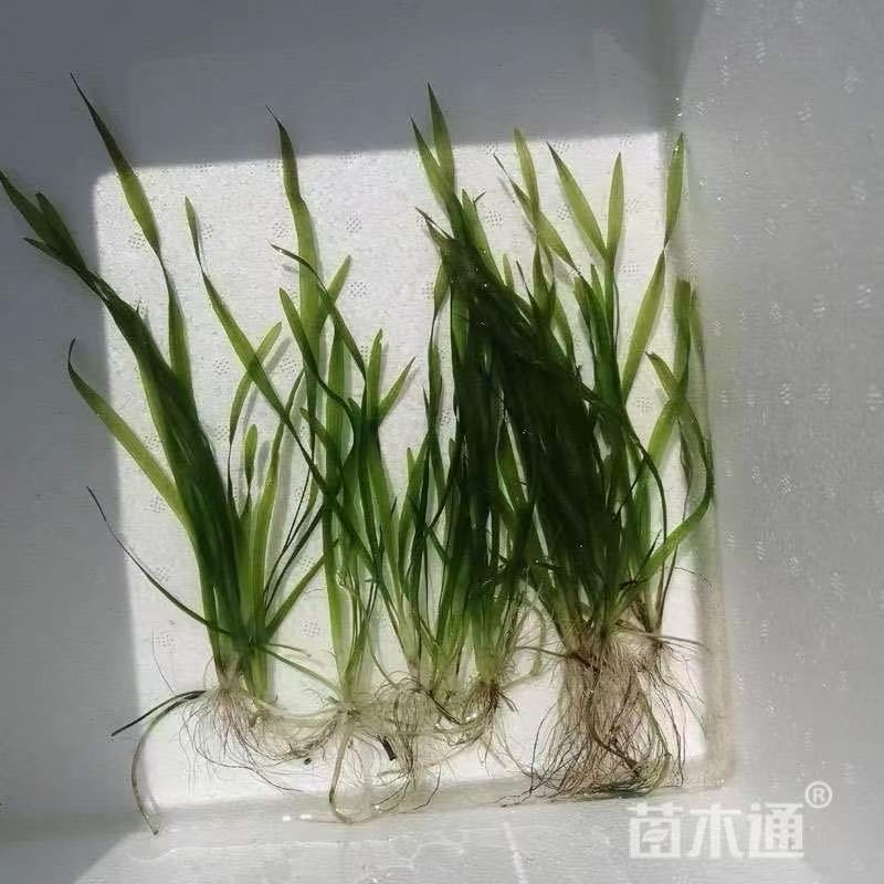 精品苦草优质苦草