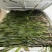 精品苦草优质苦草