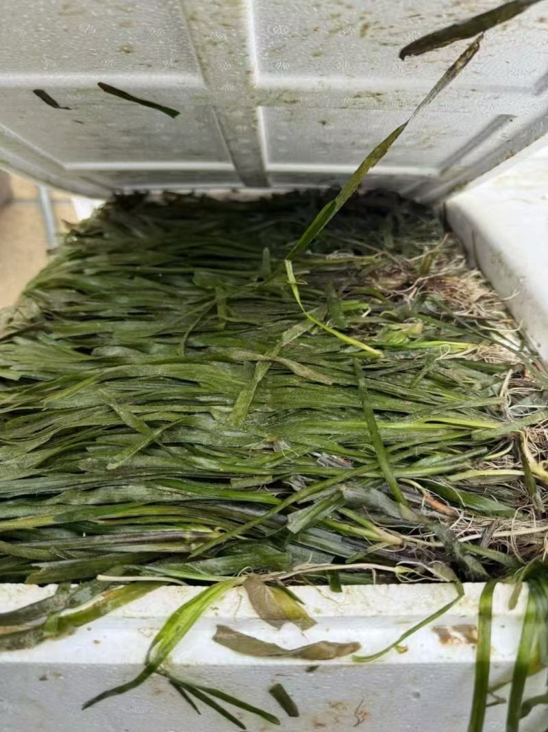 精品苦草优质苦草
