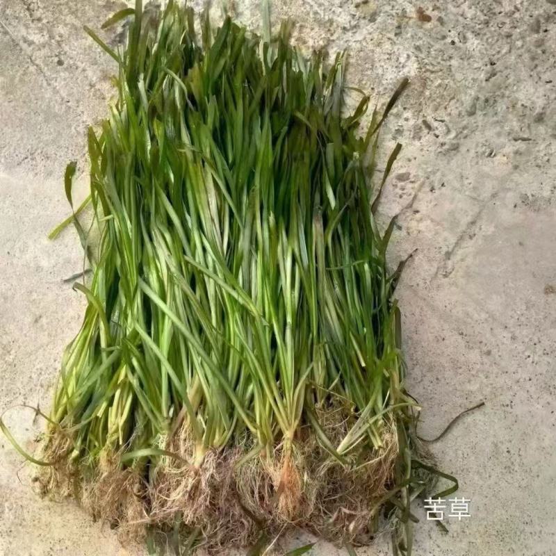 精品苦草优质苦草
