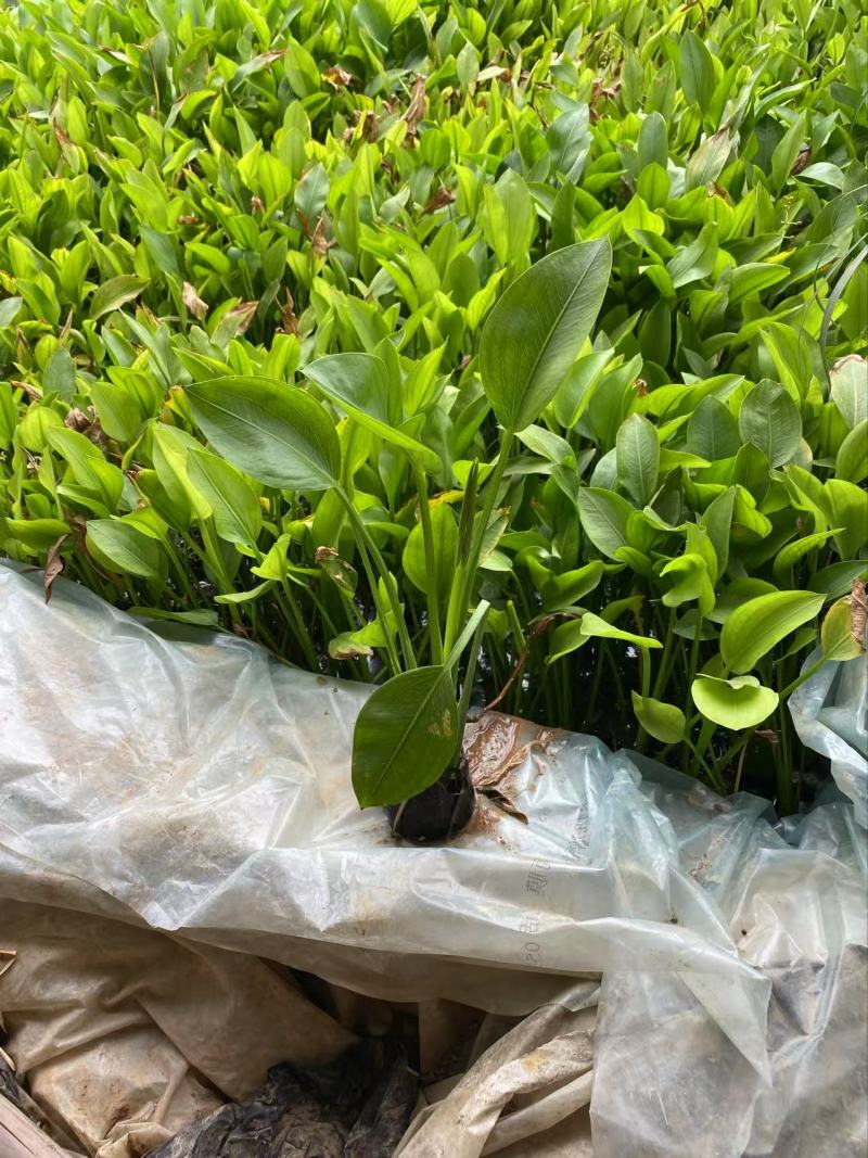 精品泽泻优质泽泻