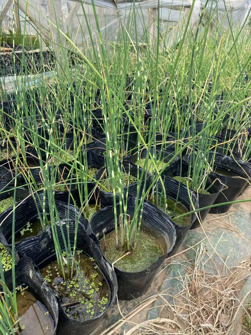 精品花叶水葱优质花叶水葱