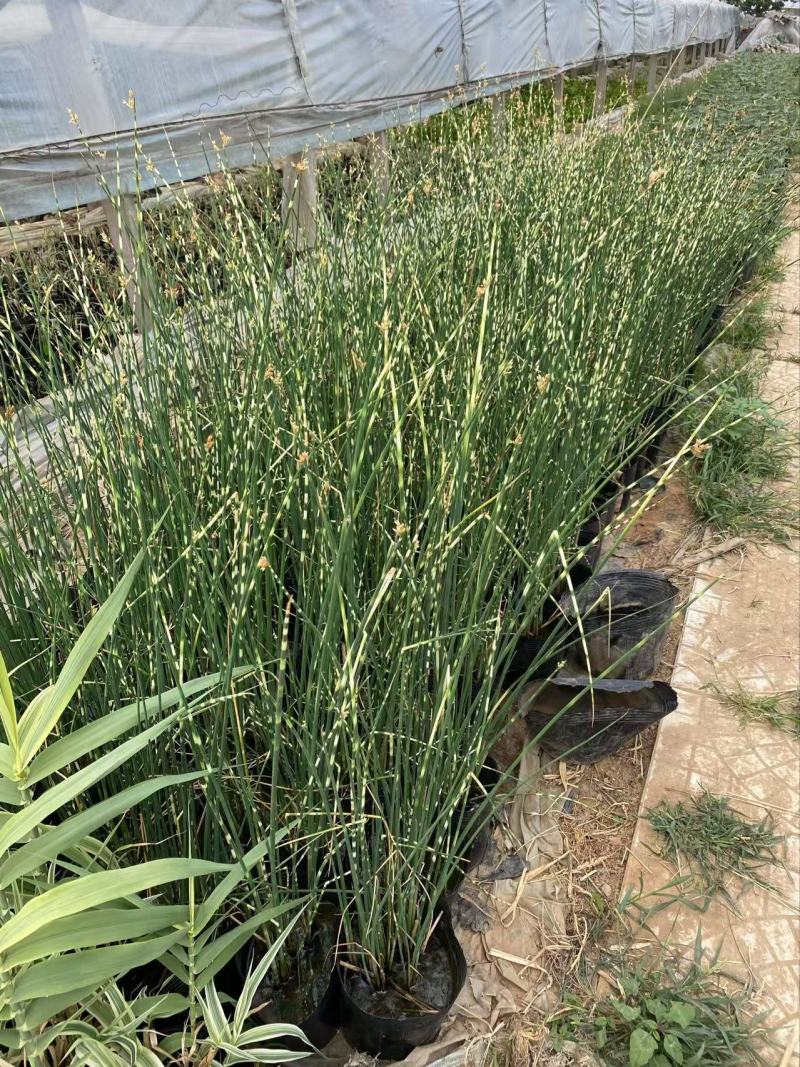 精品花叶水葱优质花叶水葱