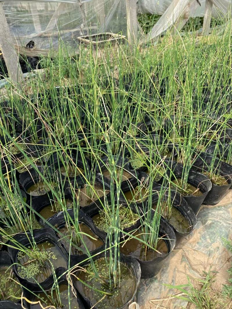 精品花叶水葱优质花叶水葱