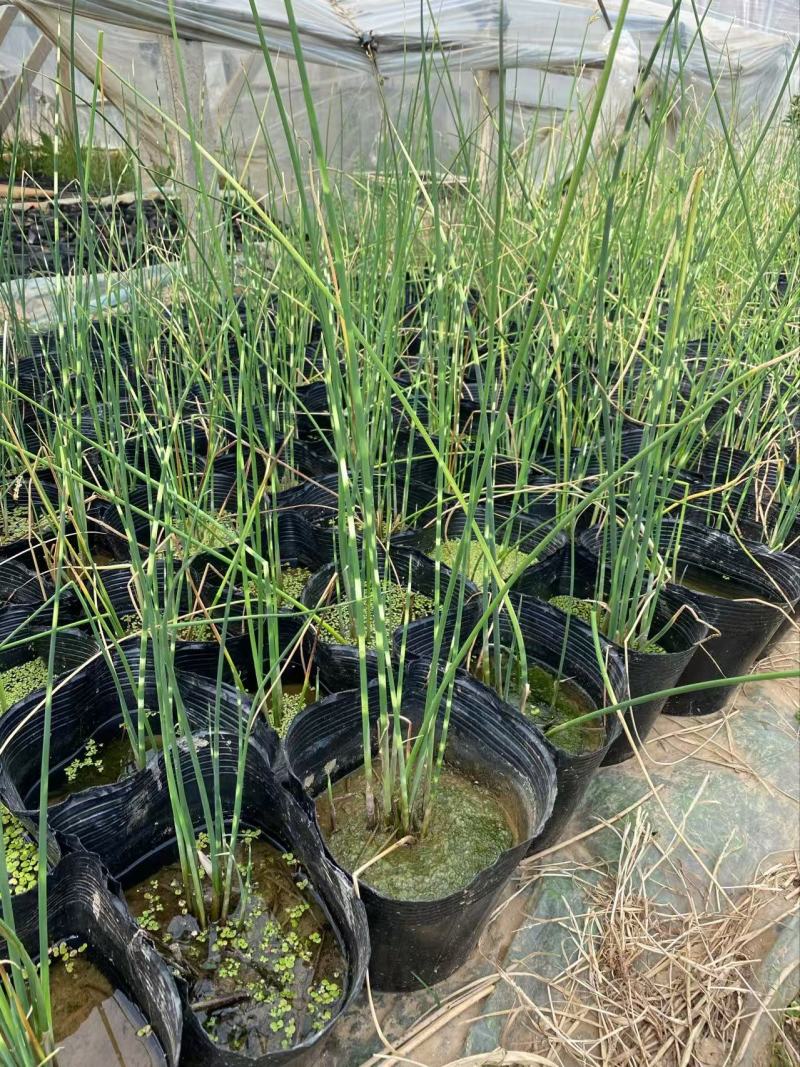 精品花叶水葱优质花叶水葱