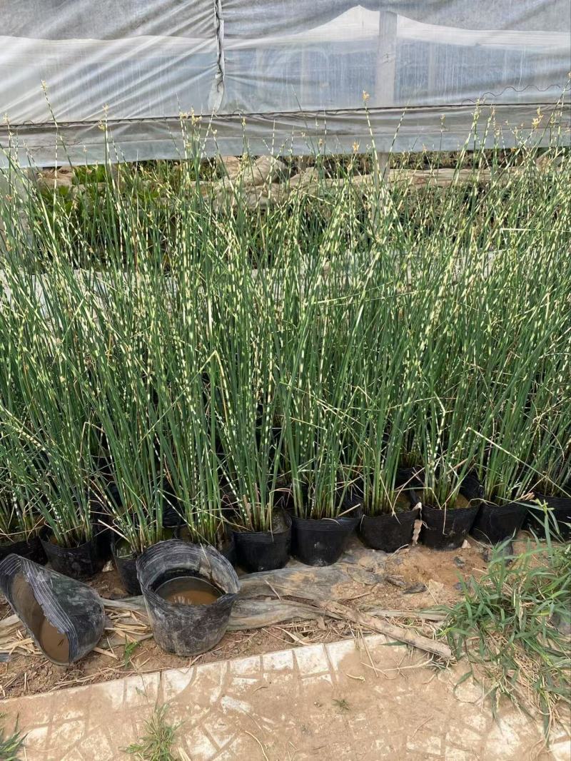 精品花叶水葱优质花叶水葱