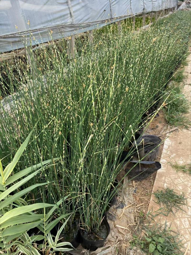 精品花叶水葱优质花叶水葱