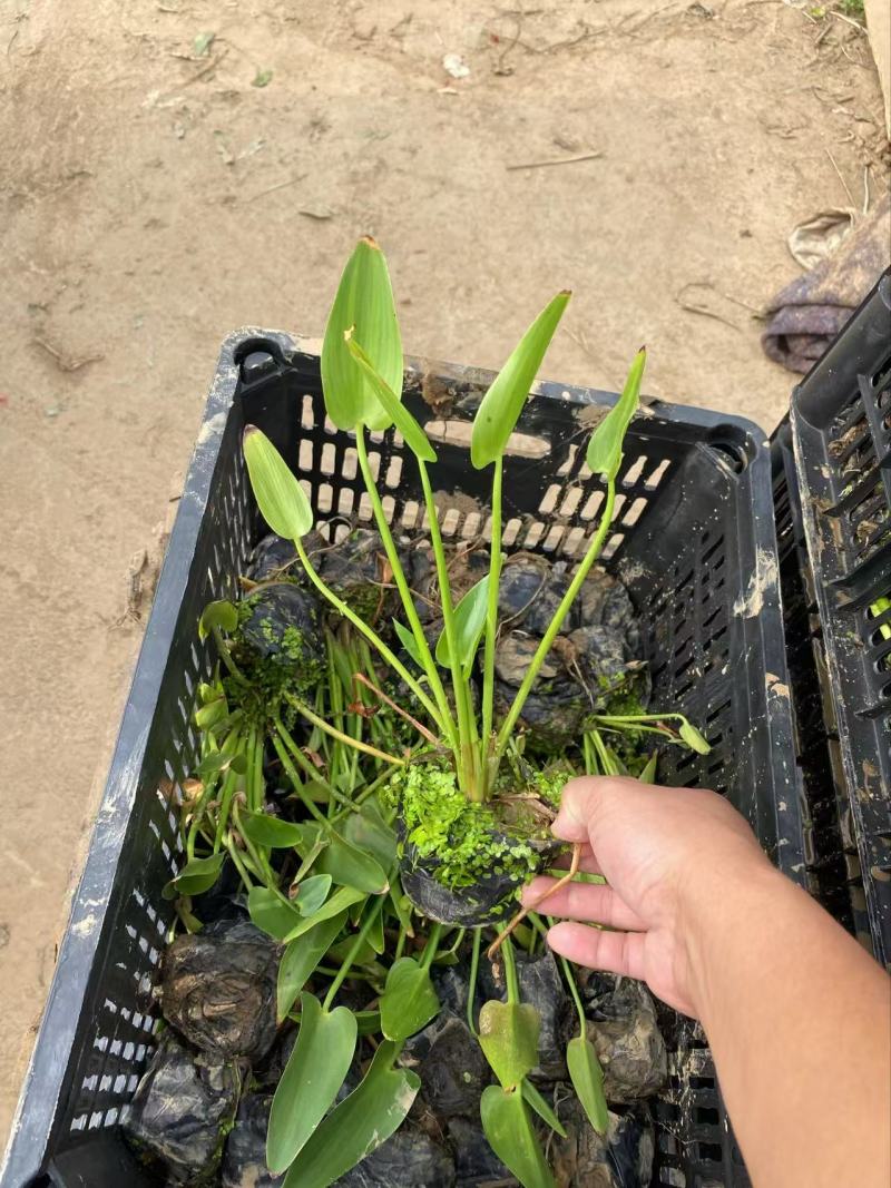 精品梭鱼草优质梭鱼草梭鱼草自产自销