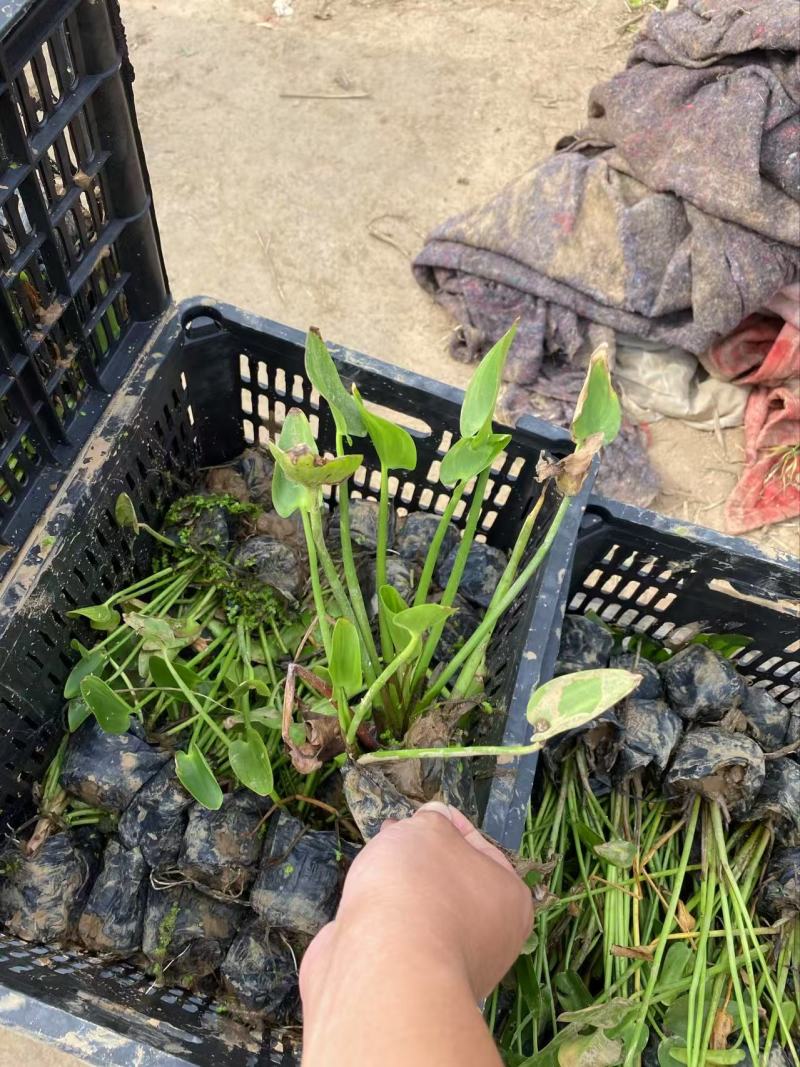 精品梭鱼草优质梭鱼草梭鱼草自产自销