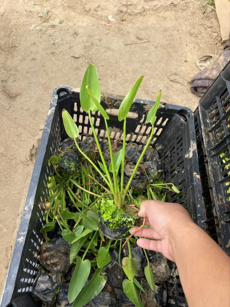 精品梭鱼草优质梭鱼草梭鱼草自产自销