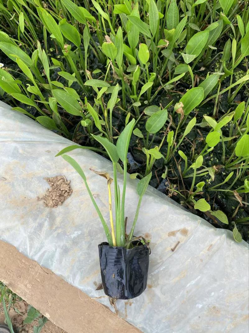 精品梭鱼草优质梭鱼草梭鱼草自产自销