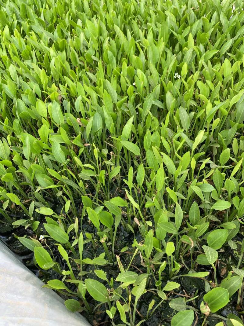 精品梭鱼草优质梭鱼草梭鱼草自产自销