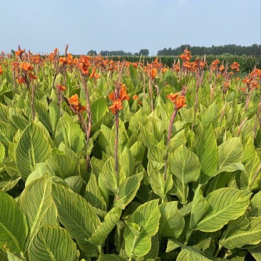 精品花叶美人蕉优质花叶美人蕉