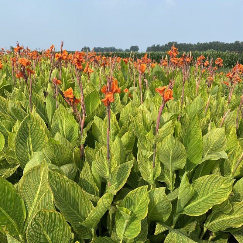 精品花叶美人蕉优质花叶美人蕉