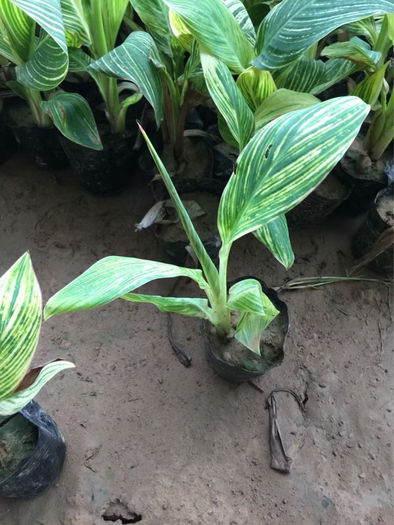 精品花叶美人蕉优质花叶美人蕉