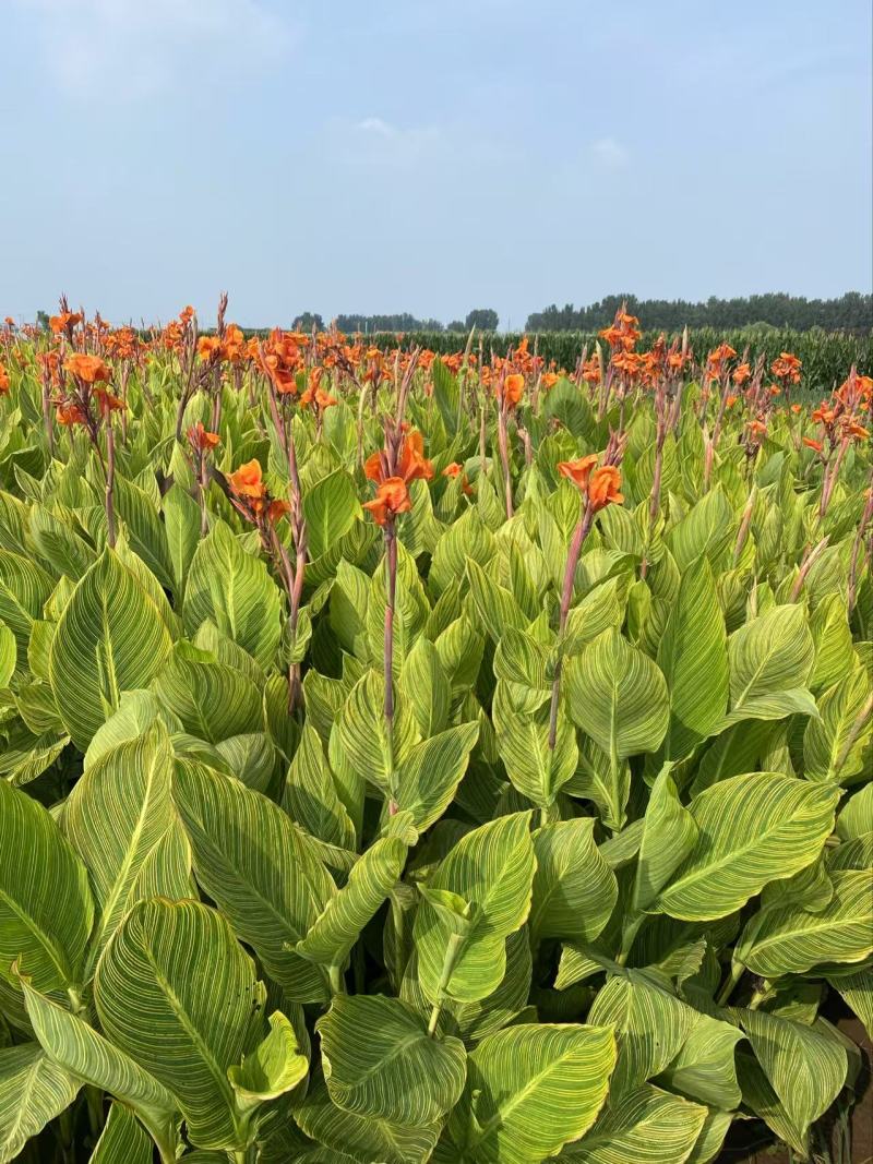 精品花叶美人蕉优质花叶美人蕉