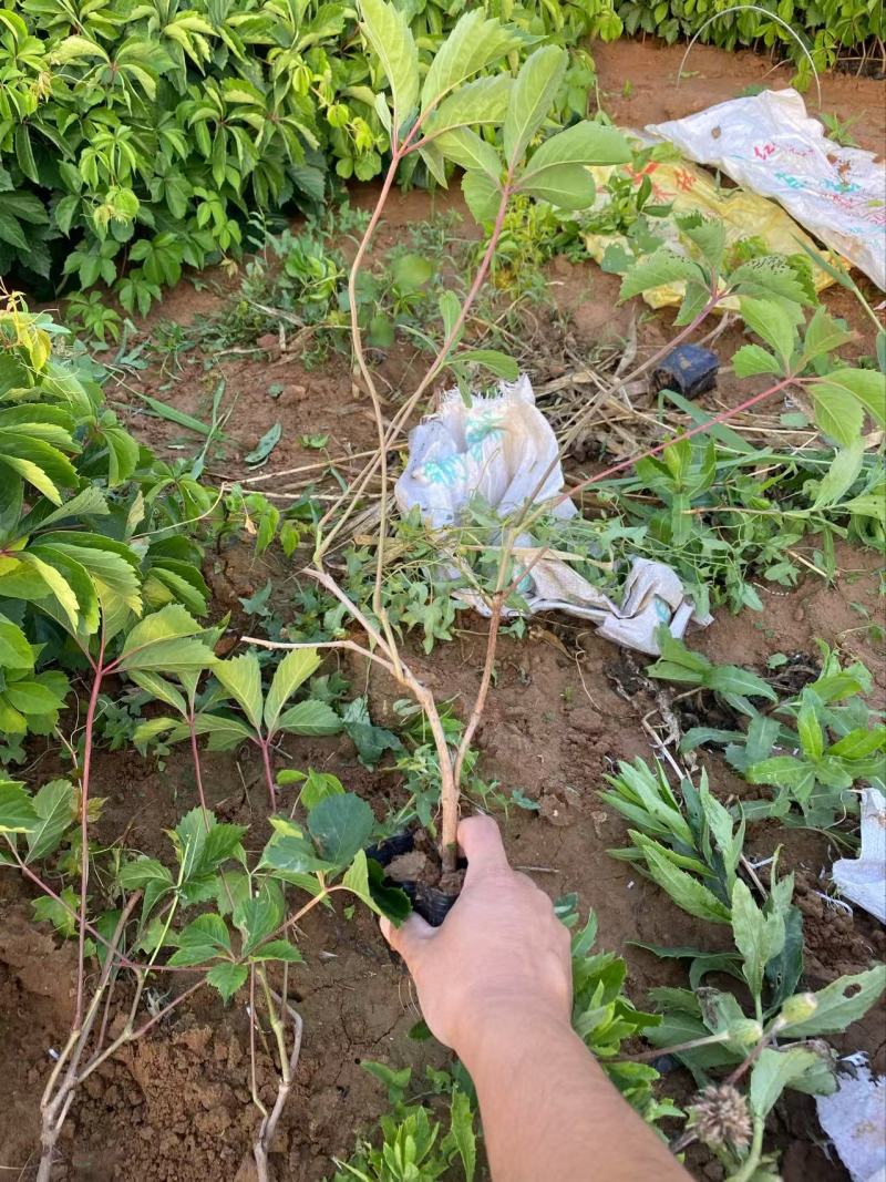 优质五叶地锦精品五叶地锦自产自销