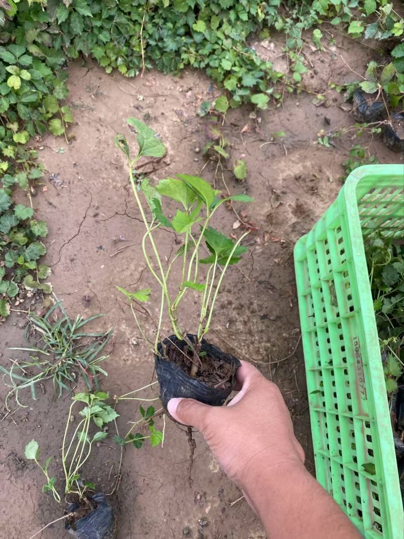 精品三叶地锦优质三叶地锦。