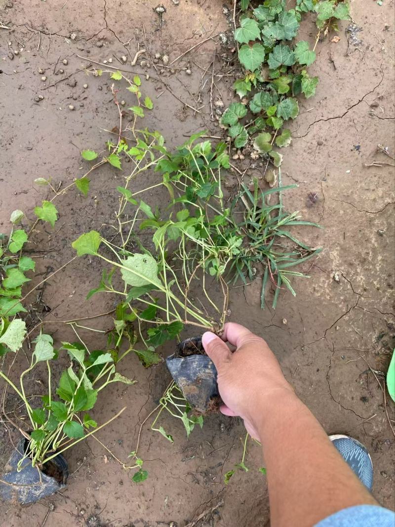 精品三叶地锦优质三叶地锦。