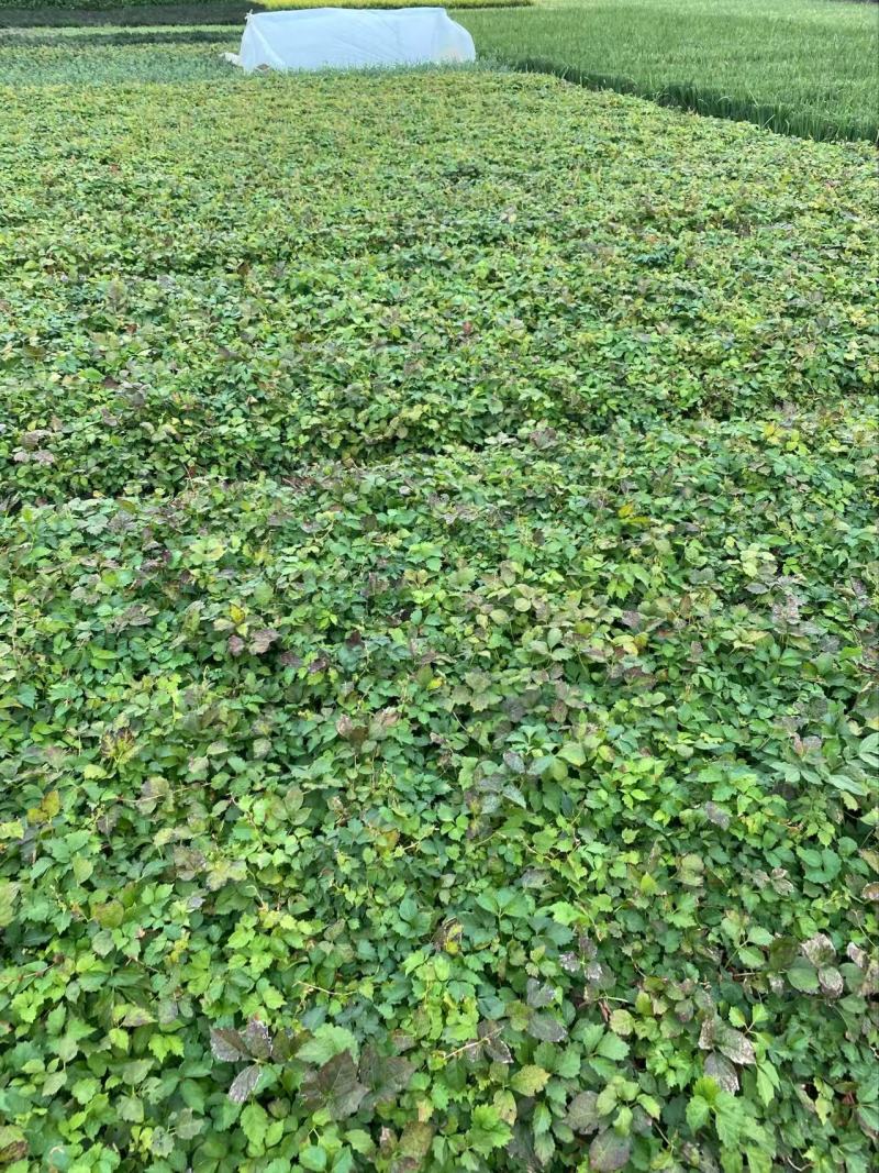 精品三叶地锦优质三叶地锦。