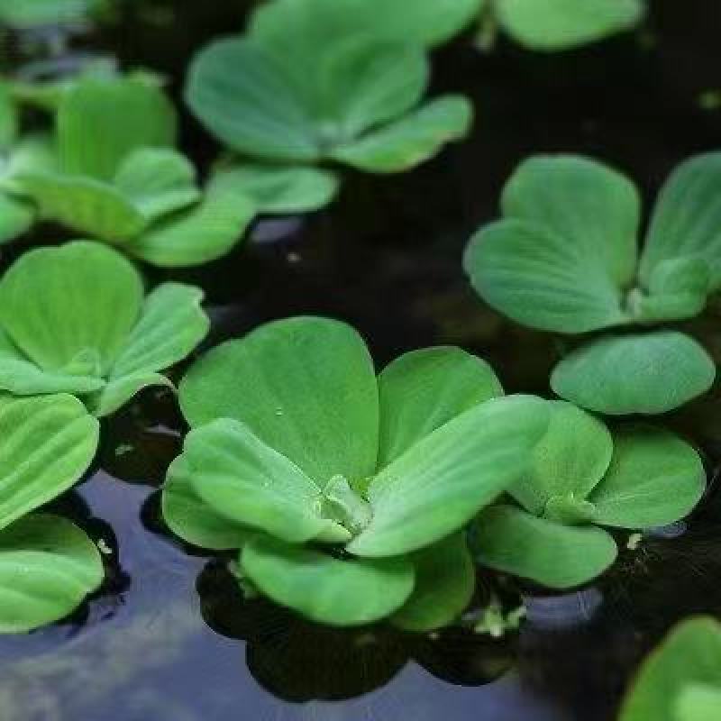 精品水芙蓉优质水芙蓉