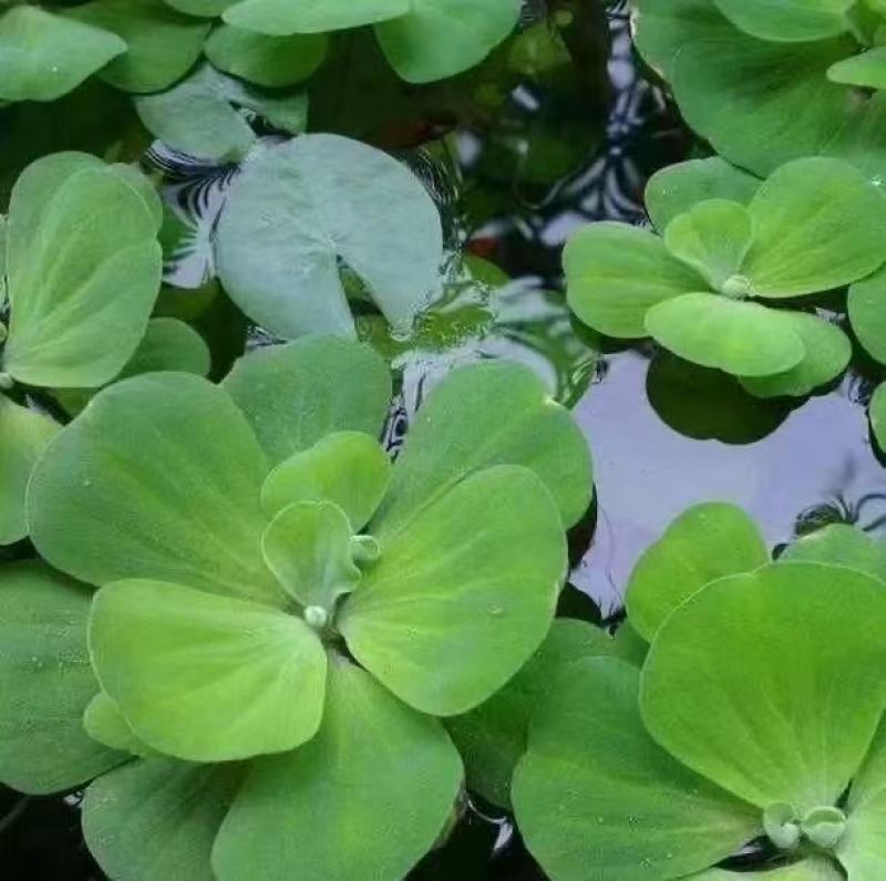 精品水芙蓉优质水芙蓉
