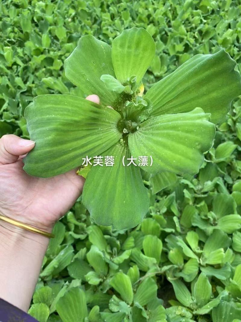 精品水芙蓉优质水芙蓉