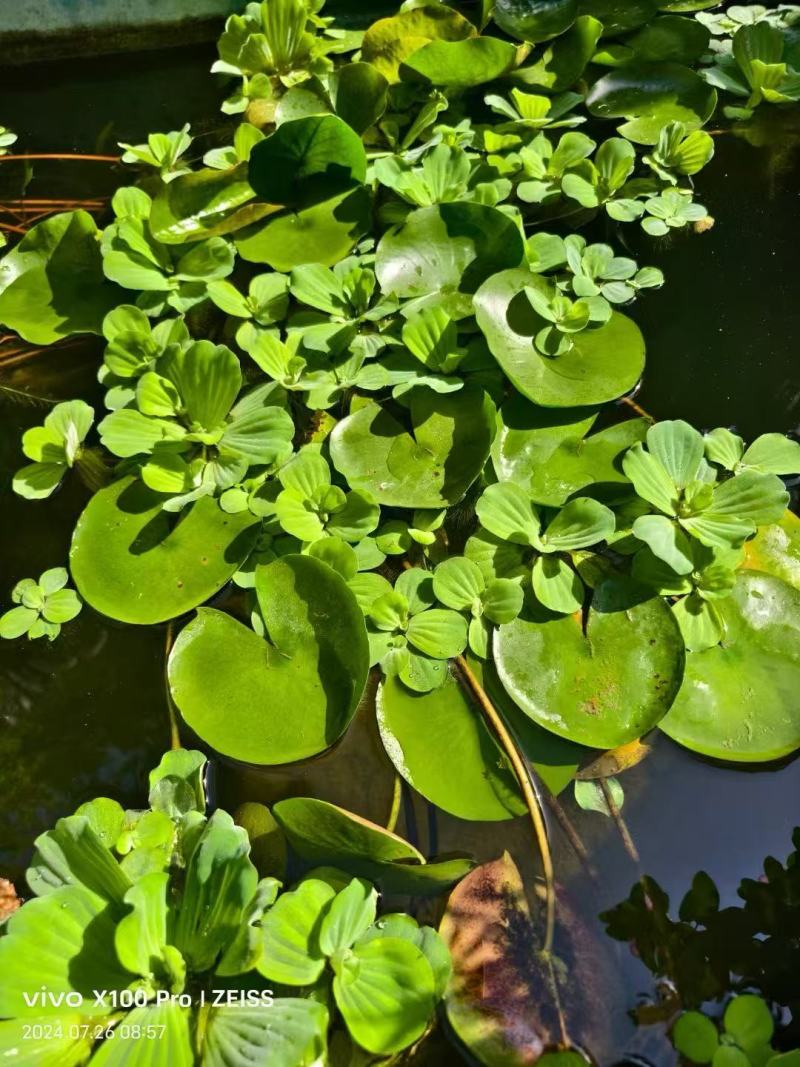 精品水芙蓉优质水芙蓉