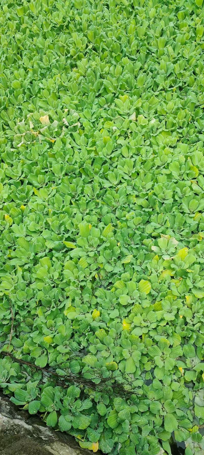 精品水芙蓉优质水芙蓉