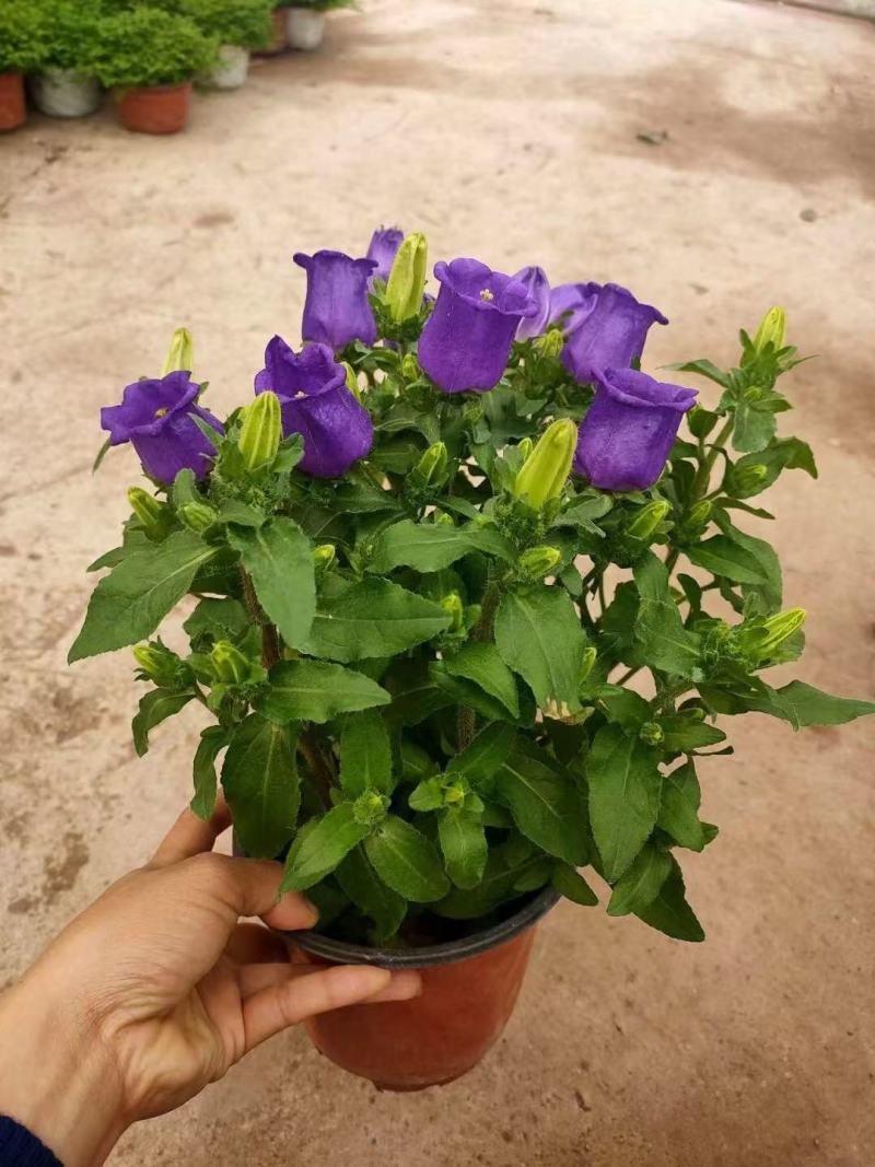 精品风铃草优质风铃草
