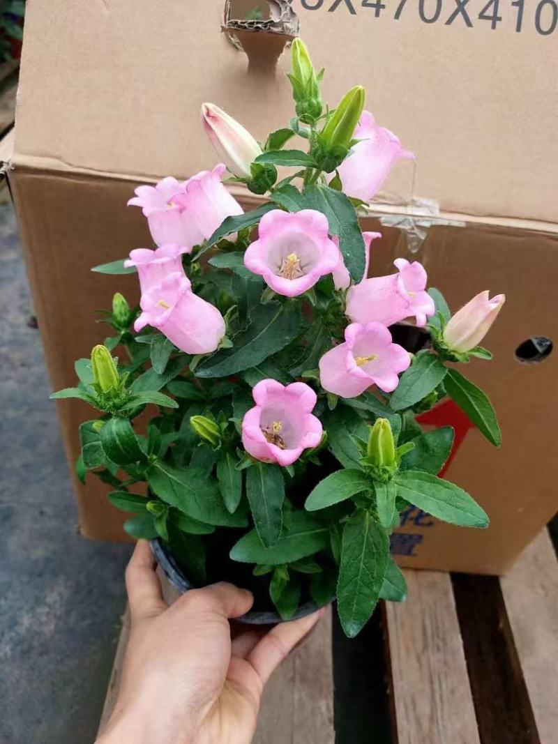 精品风铃草优质风铃草