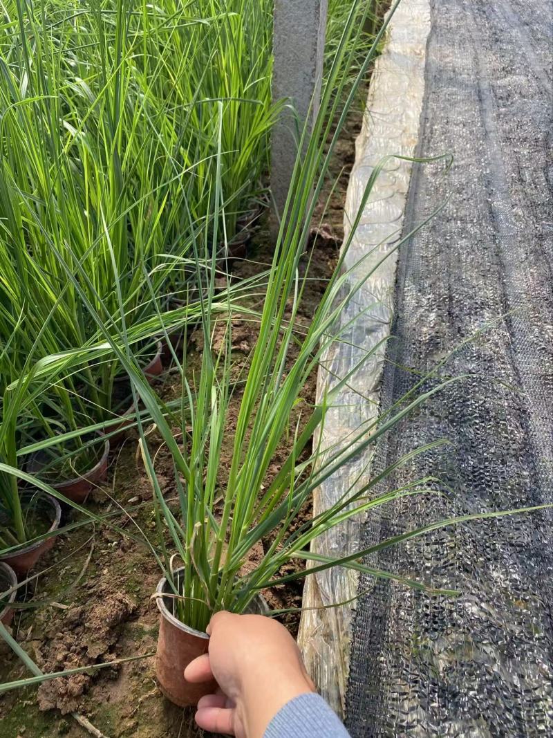 精品玫红蒲苇优质粉蒲苇