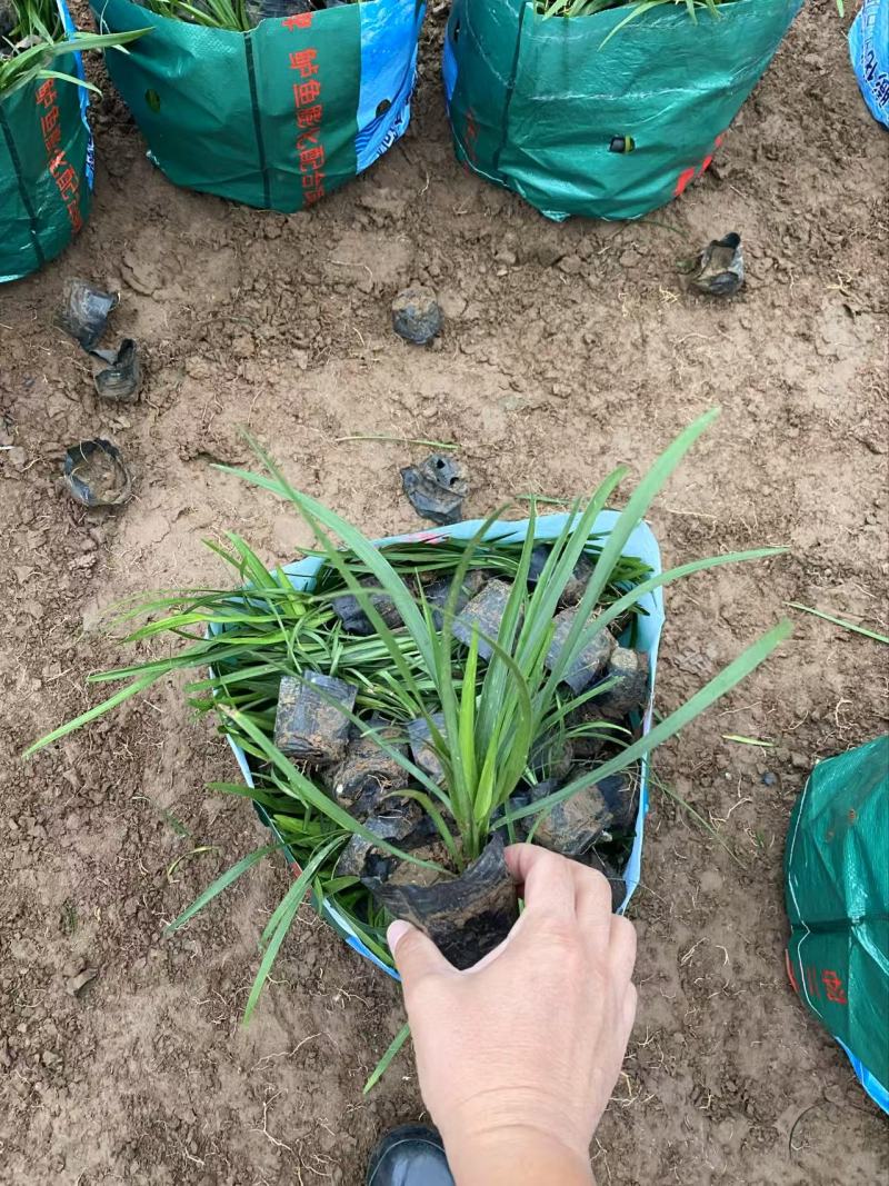 精品兰花三七优质兰花三七