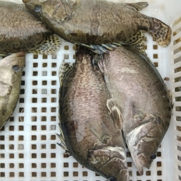 鳜鱼
