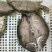 鳜鱼