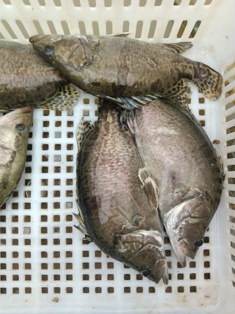 鳜鱼