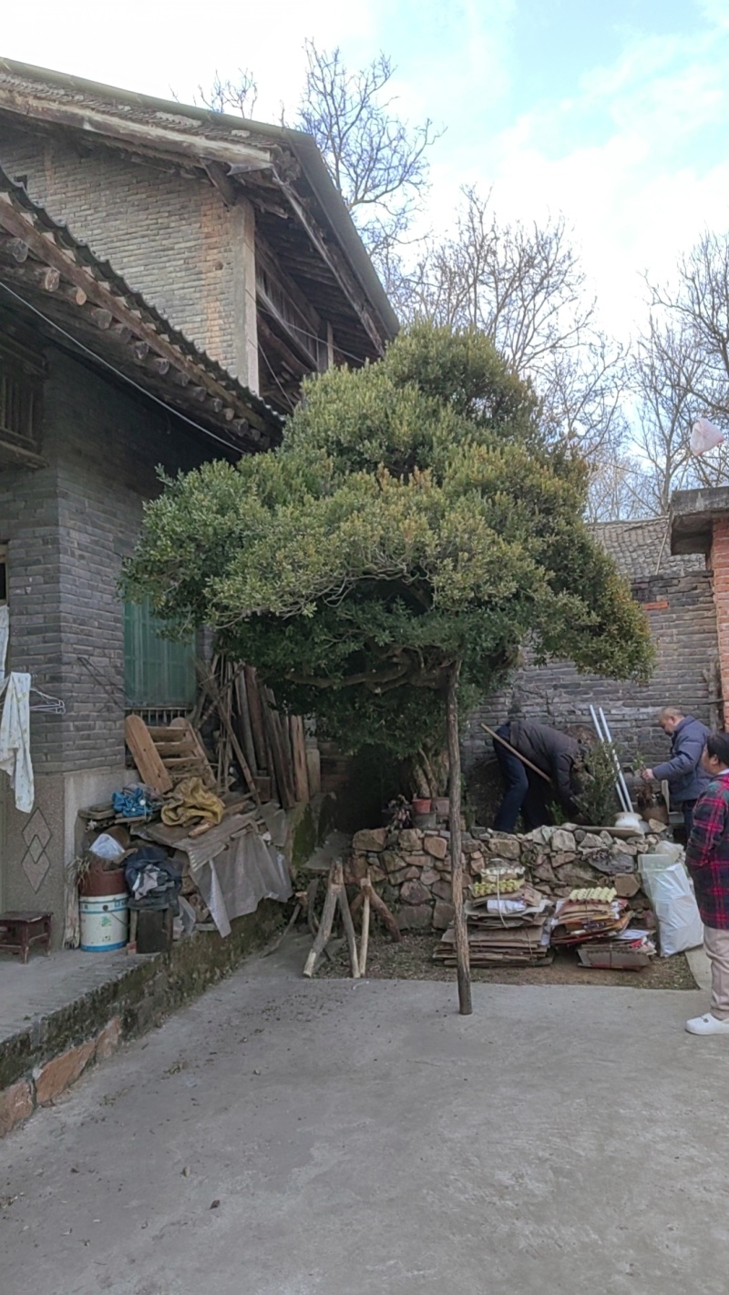 黄杨，百年黄杨