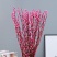 银柳干花真花鲜花鲜枝耐寒年宵花水培花卉室内客厅摆放装饰花